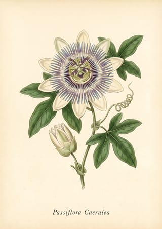 Blue Passion Flower