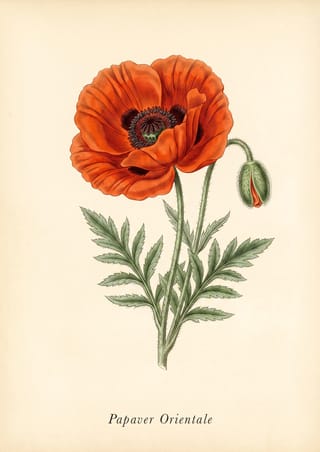 Oriental Poppy