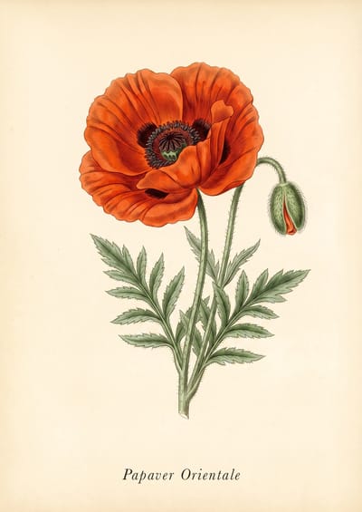 Oriental Poppy, to scale over a 210 cm sofa