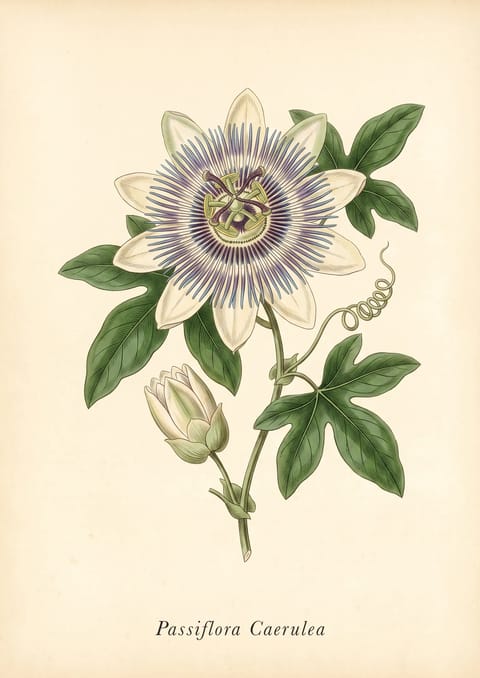 Blue Passion Flower botanical plate