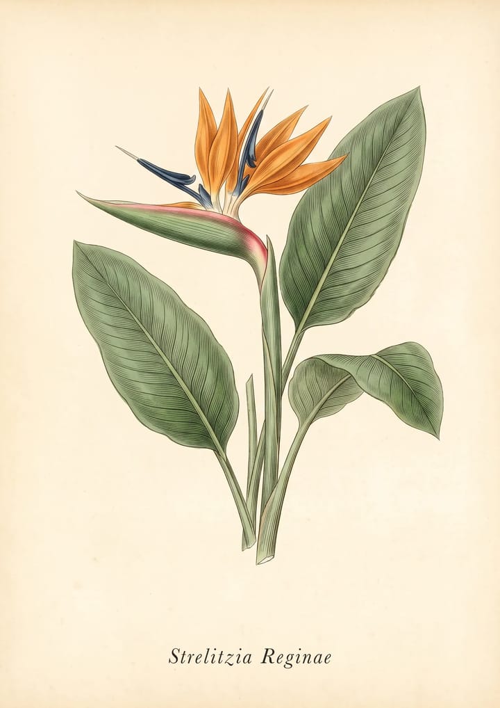 Bird of Paradise, framed