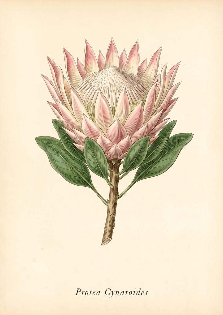 King Protea, framed