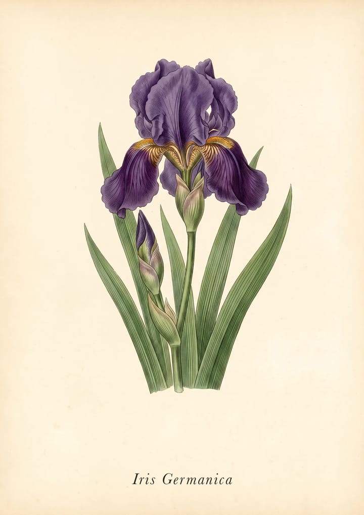 Bearded Iris, framed