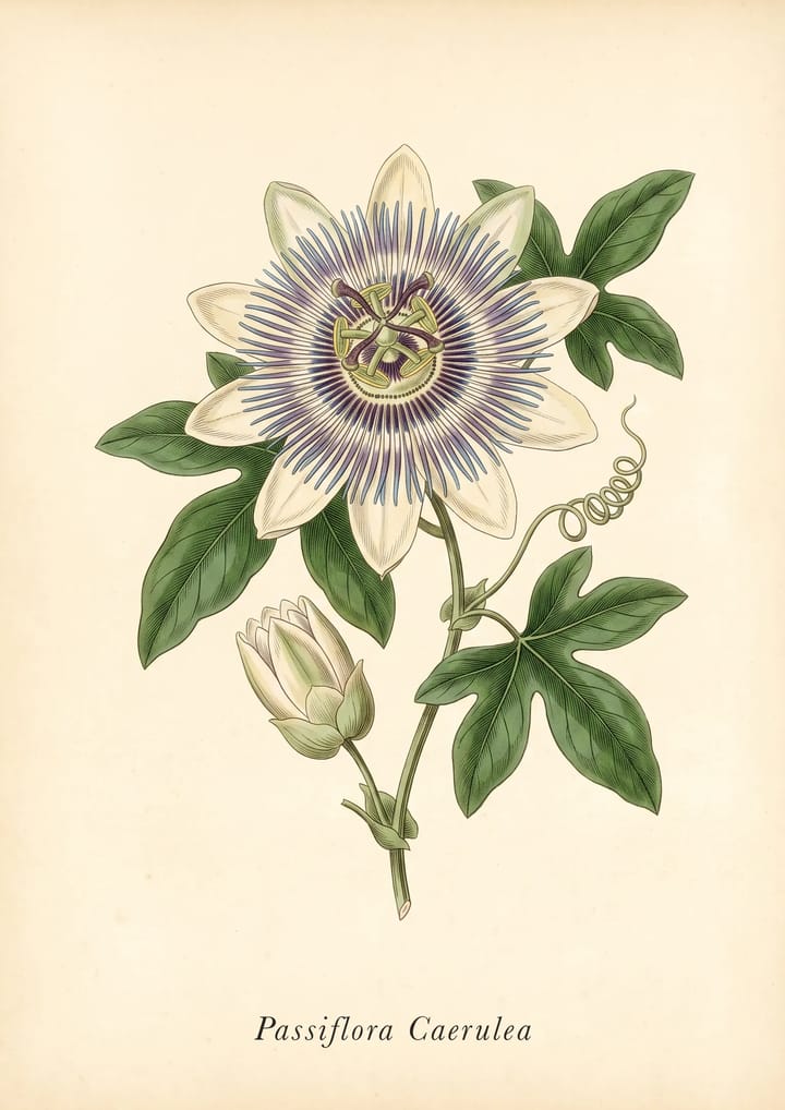 Blue Passion Flower, framed