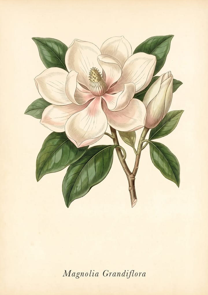 Southern Magnolia, framed