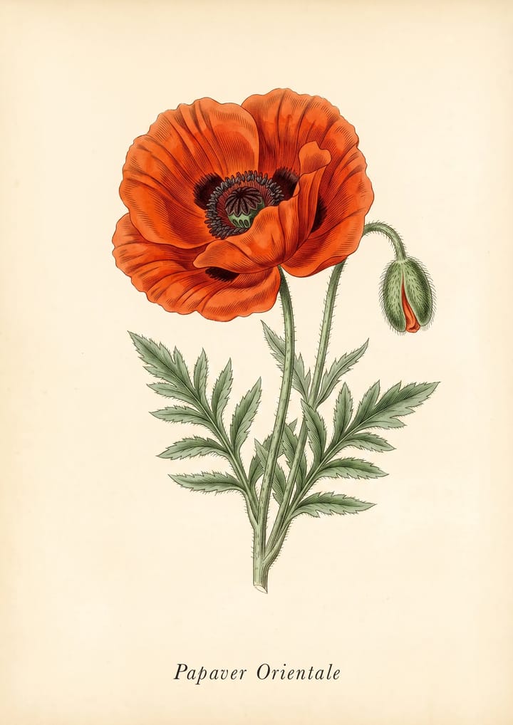 Oriental Poppy, framed